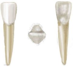 What kind of tooth is this, what is it used for and how many do human adults have?