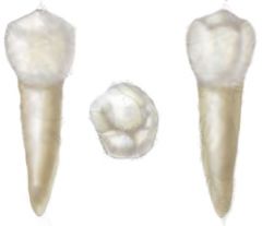 What kind of tooth is this, what is it used for and how many do human adults have?