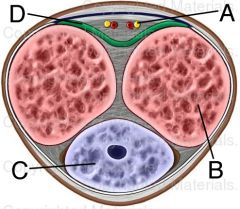 What are the labeled parts of this cross section of penis?
