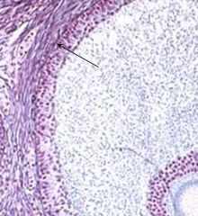 What's the inner-most layer of the graafian follicle called?