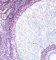 What's the outer layer of cells called on a graafian follicle and what do they do?