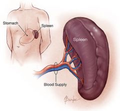 What is the spleen?