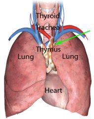What does the Thymus Gland Do?