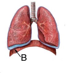 What is B? (the OUTSIDE pleura) and what is it attached to?