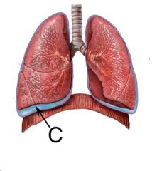What is C (the INSIDE pleura) and what is it attached to?
