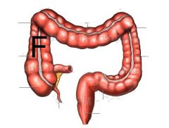 What is section F and what kind of peritoneum does it have?