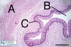 Where is the stratified squamous epithelium?