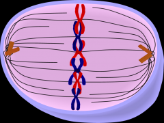 1. nuclear membrane has broken down and chromosomes have moved down to the equator
2. spindle microtubules are attached to each centromere on opposite sides