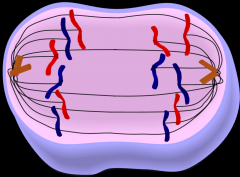 1. the centromeres have divided and the chromatids have become chromosomes
2. spindle microtubules pull the genetically identical chromosomes to opposite poles