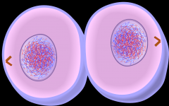 1. chromosomes uncoil and are no longer individually visible
2. the cell divodes (cytokinesis) to form two cells with genetically identical nuclei