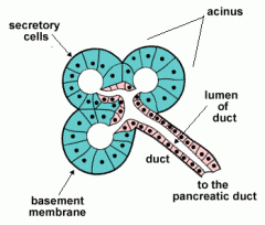 - secretory cells in a layer that is one cell tick
- digestive juices released by exocytosis
- travels along ducts