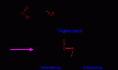 linkage between amino acids