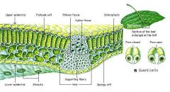 palisade mesophyll, upper Epidermis, xylem, phloem, guard cells, stoma, spongy mesophyll