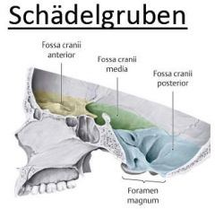 cranial fossae