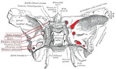- Canalis opticus
- Fissura orbitalis superior (connects orbita to the fossa cranii media)
- Foramen rotundum
- Foramen ovale 
- Foramen spinosum