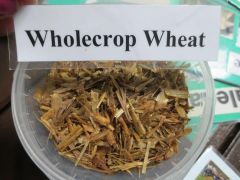 Wholecrop Wheat Silage