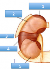 What does the kidney contact?