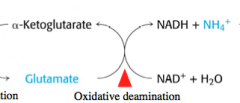 oxidative deamination