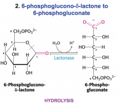 hydrolyzed by lactonase