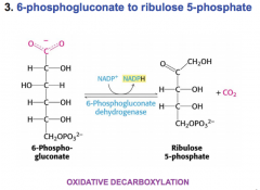 oxidative decarboxylation to produce more NADPH