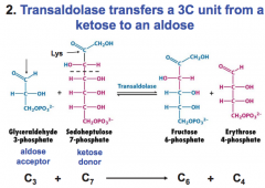 transfers 3C unit from ketose to aldose