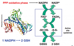 NADPH electrons are transfered to FAD+ to cysteines to glutathione
