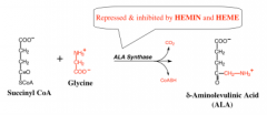 succinyl CoA and glycine decarboxylation to ALA