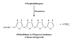linear tetrapyrrole formation from 4 porphobilinogens to methylbilane or polypyrryl methane