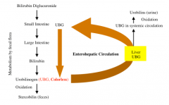 UBG -> oxidized in blood -> urobilins
UBG -> oxidized in large intestine -> stercobilin