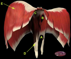 Identify the labelled structures A-E seen on the anterior view of the diaphragm above.