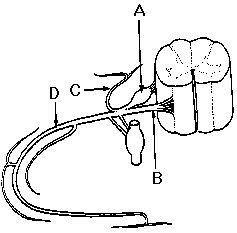 This diagram (Figure 7) shows a typical spinal nerve and the spinal cord.
Does the ventral root contain only efferent fibres?