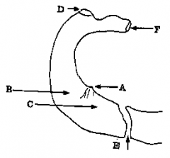This diagram (Figure 8) shows the upper surface of the first rib.
Does scalenus anterior insert into the section of rib marked "D"?