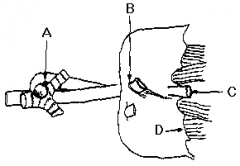 This illustration (Figure 9) shows the diaphragm and some of its relations.
Does the thoracic duct pass from the abdomen to the thorax with the structure labelled "C"?