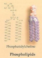 A class of lipid having a hydrophilic head (a phosphate group) and a hydrophobic tail (one or more fatty acids). Major components of the plasma membrane and organelle membranes. 

-amphipathic molecules