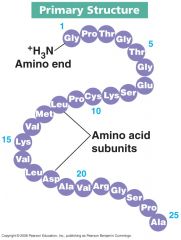 The sequence of amino acids in a peptide or protein; also the sequence of nucleotides in a nucleic acid.

-linked by covalent bonds
-determines structure and function