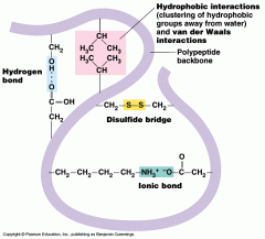 The overall three-dimensional shape of a single polypeptide chain, resulting from multiple interactions among the amino acid side chains and the peptide backbone.

FIVE FORCES THAT CREATE TERTIARY STRUCTURE:
1. Covalent disulfide bonds between two cyst