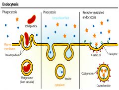 General term for any pinching off of the plasma membrane that results in the uptake of material from outside the cell. Includes phagocytosis, pinocytosis, and receptor-mediated endocytosis. 

-Phagocytosis: cell membranes protrudes outward to envelope a