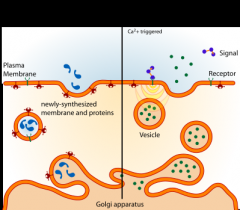 Secretion of intracellular molecules (e.g., hormones, collagen), contained within membrane-bounded vesicles, to the outside of the cell by fusion of vesicles to the plasma membrane.