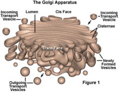 A eukaryotic organelle, consisting of stacks of flattened membranous sacs (cisternae), that functions in processing and sorting proteins and lipids destined to be secreted or directed to other organelles. Also called Golgi complex.