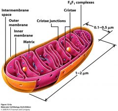 -endosymbiont theory
-mitochondrial DNA passed maternally
-2 phospholipid bilayers
-Inner membrane invaginates to form cristae
-Inner membrane holds electron transport chain
-Intermembrane space is between inner and outer membrane