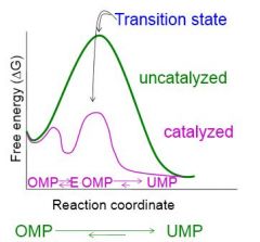 lowering the free energy of the transition state.

Enzymes alter the kinetics, not the thermodynamics of the reaction. Thus the speed at which the products and substrates reach equilibrium.