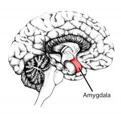 Vraag 10

De amygdala speelt een belangrijke rol in emotioneel gedrag. Zintuigelijke informatie bereikt de amygdala via een directe projectie en via een indirecte projectie. Beschrijf deze twee routes in grote lijn. Geef vervolgens aan bij welk ...