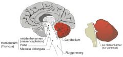 Het cerebellum voert correcties uit door in te werken op de hersenstam en op de motorische cortex. Boek Vingerhoets & Lannoo blz. 320-323.