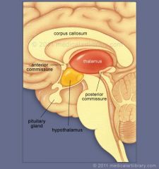De hypothalamus speelt een belangrijke rol in