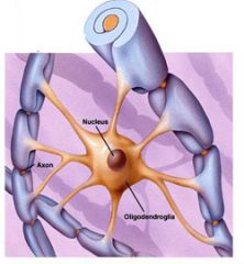 Oligodendrocyten zijn macroglia en één van de belangrijkste functies van oligodendrocyten is de productie van myeline.

Boek Vingerhoets & Lannoo blz. 41-42.