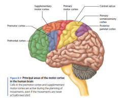 De primary cortex is verantwoordelijk voor: