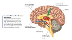 Axonen van de laterale hypothalamus wijzigen: