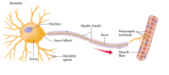 Structuur van een neuron: