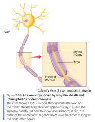 De myeline schede en saltatory conduction