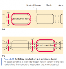 - Dikke axonen (hebben minder weestand) en axonen met veel myeline (verhogen de snelheid met 100 m/s) transporteren de actiepotentiaal sneller

- Saltatory conduction: het springen van een actiepotentiaal van knoop tot knoop en behoud natriumenergie doo